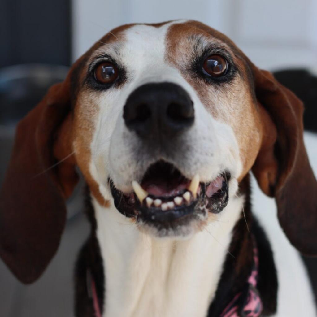 Nolan, Adoptable, Senior Male Foxhound.