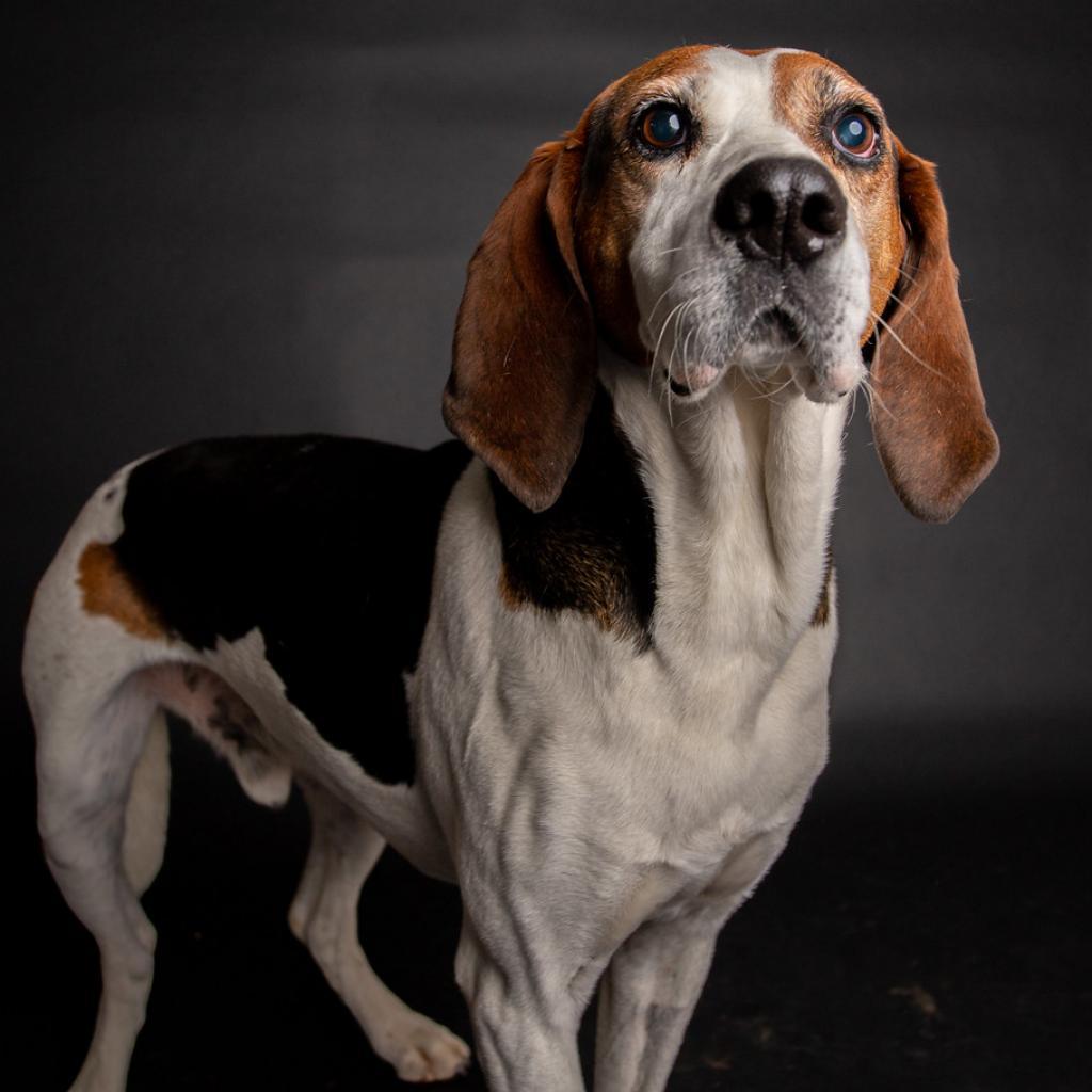 Nolan, Adoptable, Senior Male American Foxhound & Mixed Breed.