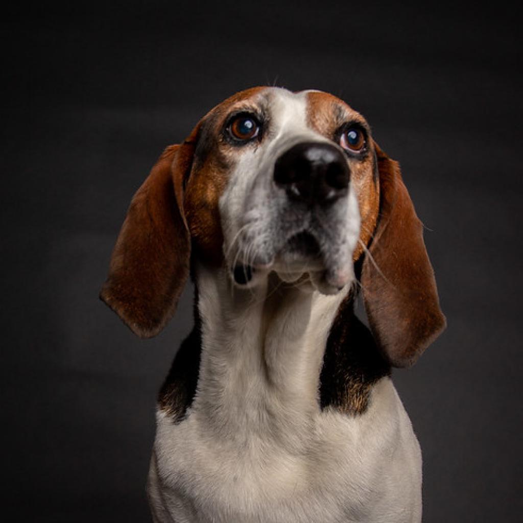 Nolan, Adoptable, Senior Male Foxhound.