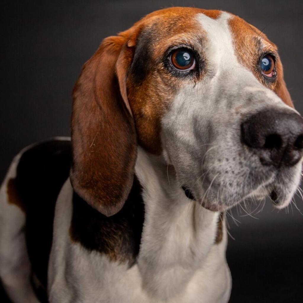 Nolan, a Adoptable mixed breed in Aldie, VA image 3/6