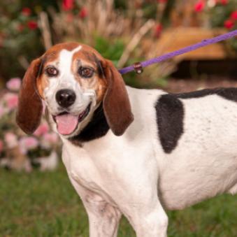 Nolan, a Adoptable mixed breed in Aldie, VA image 5/6