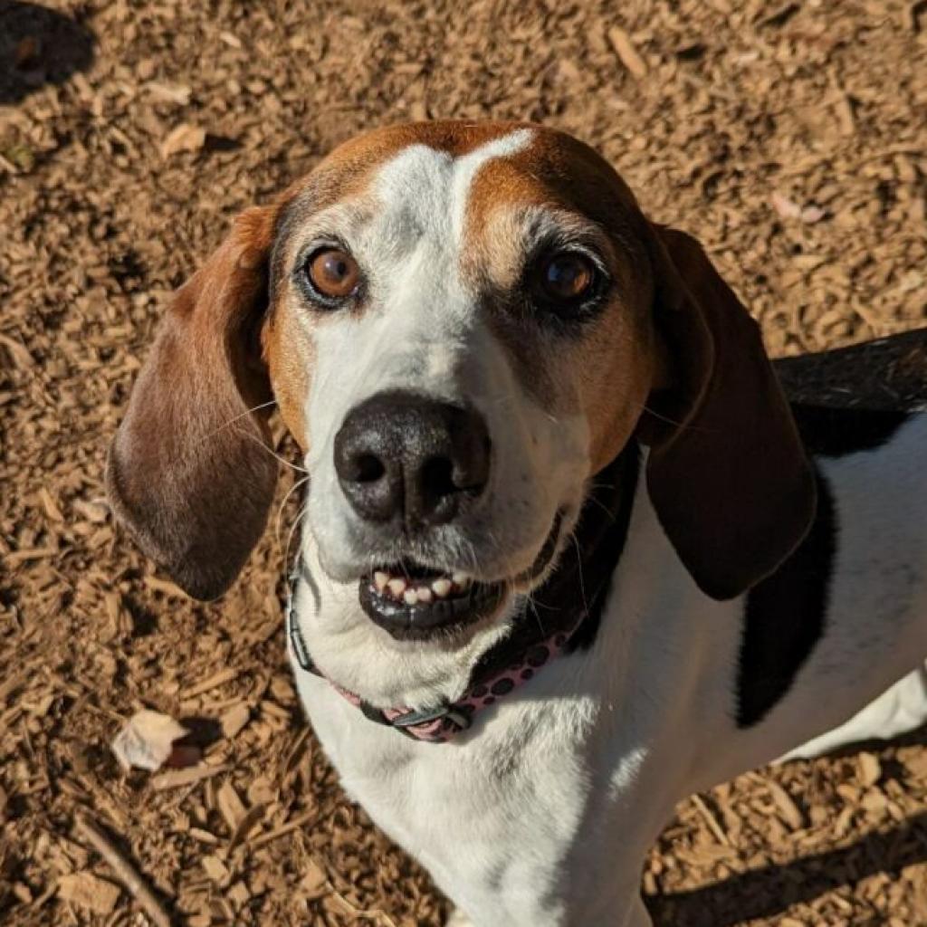 Nolan, a Adoptable mixed breed in Aldie, VA image 5/6