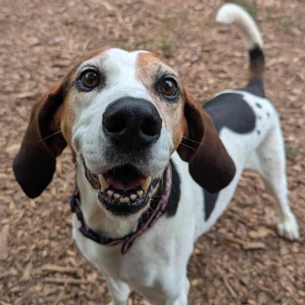 Nolan, a Adoptable mixed breed in Aldie, VA image 6/6
