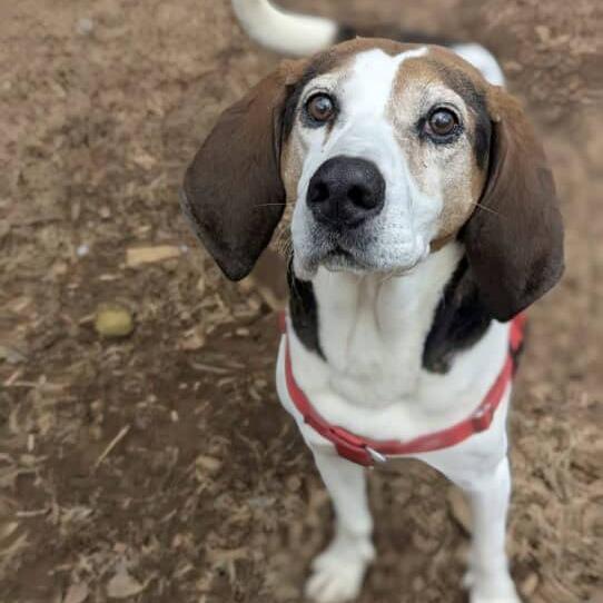 Enlarge Nolan, a Adoptable mixed breed in Aldie, VA image 5/6