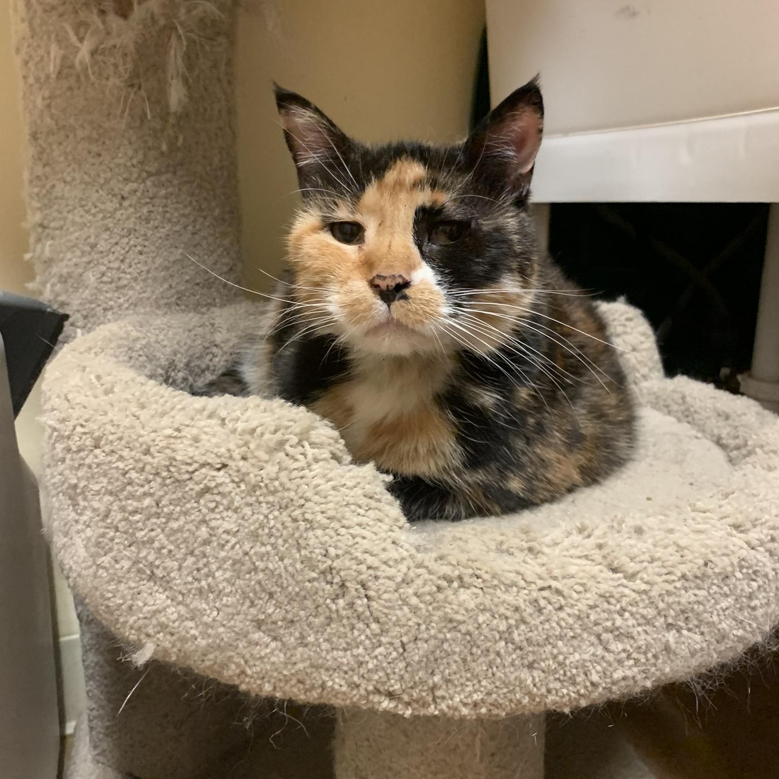 Paula, Adoptable, Senior Female Domestic Short Hair & Calico.
