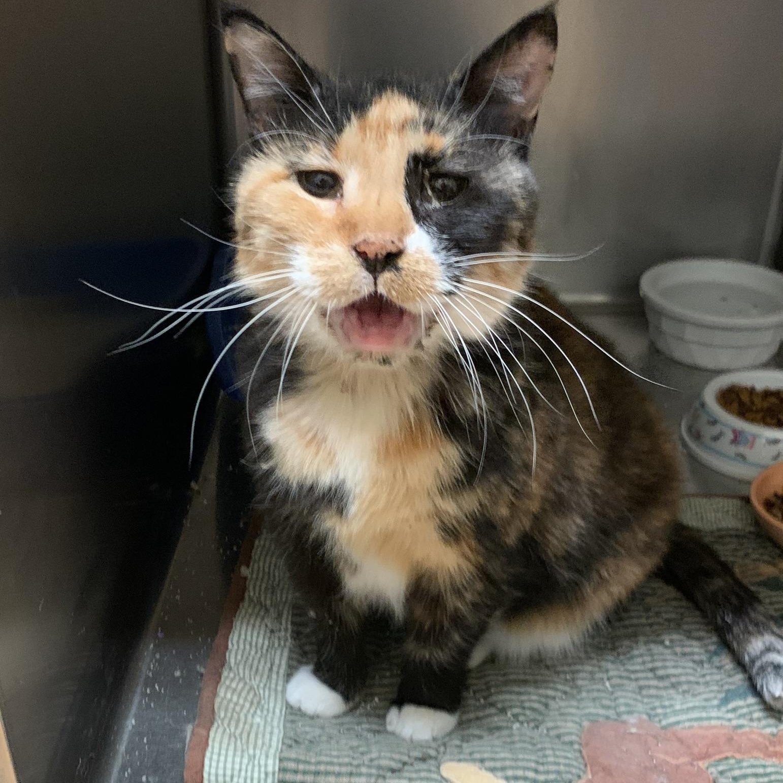 Paula, a Adoptable mixed breed in Thayne, WY image 4/4