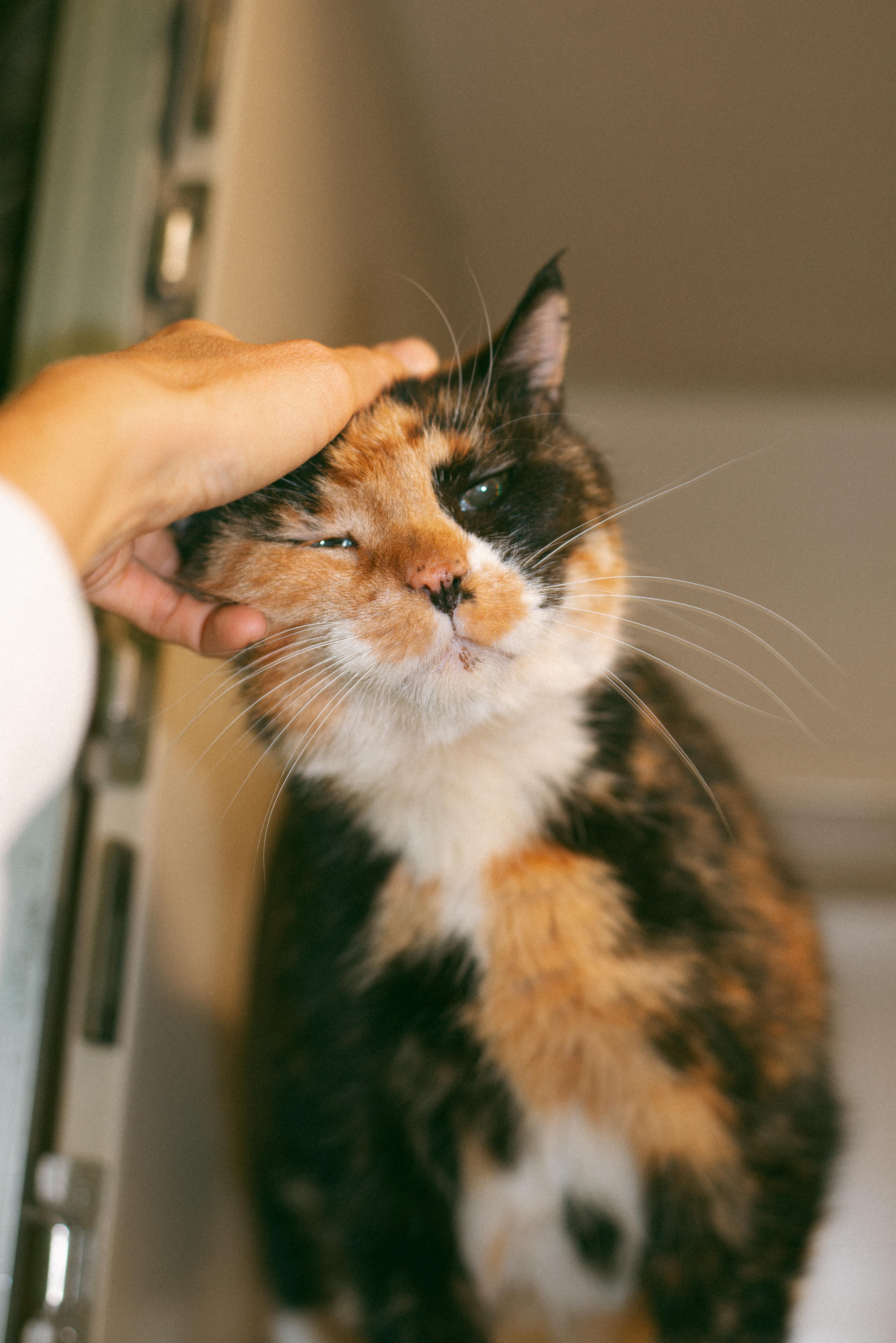 Paula, Adoptable, Senior Female Domestic Short Hair & Calico.