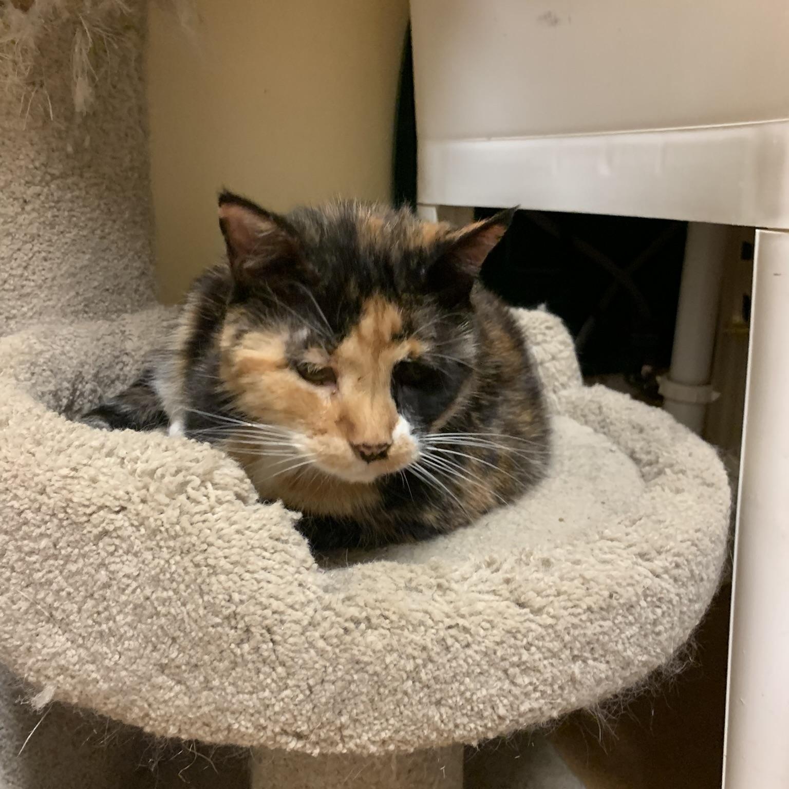 Paula, a Adoptable mixed breed in Thayne, WY image 3/4