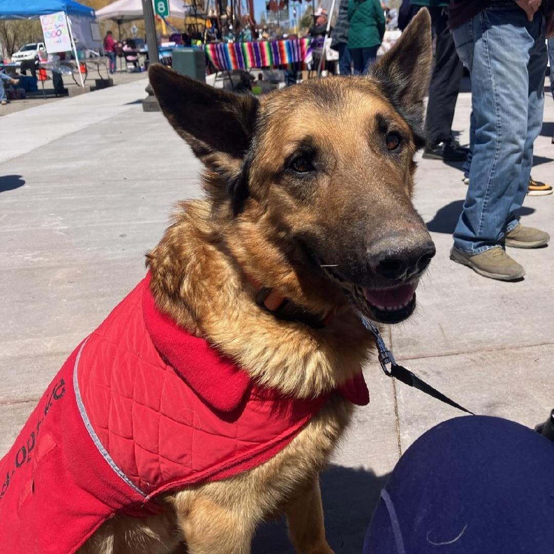 Billy, Adoptable, Adult Male German Shepherd Dog.