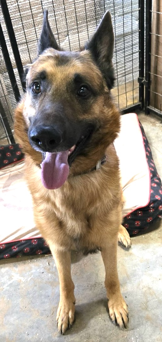 Enlarge Billy, a Adoptable mixed breed in San Luis, CO image 2/3