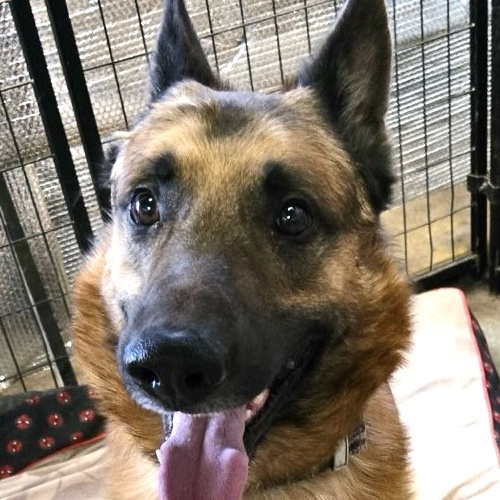 Enlarge Billy, a Adoptable mixed breed in San Luis, CO image 1/3