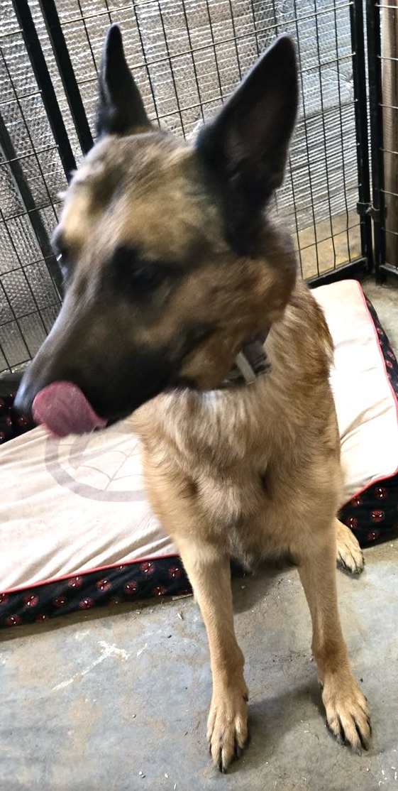 Enlarge Billy, a Adoptable mixed breed in San Luis, CO image 3/3