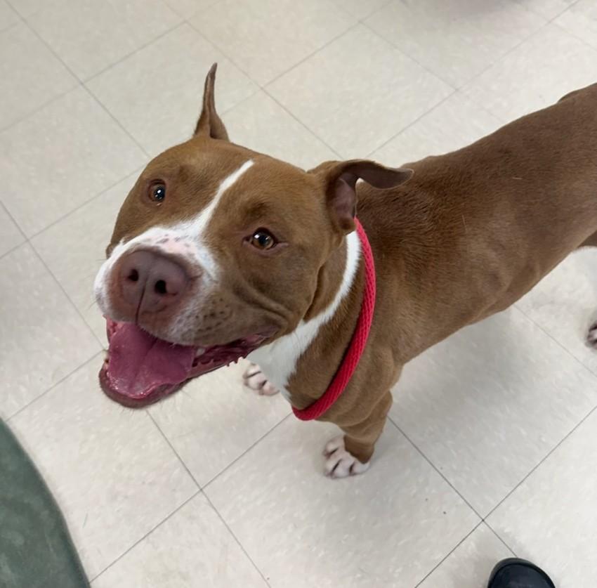 Brutus, a ADOPTABLE Pit Bull Terrier in Clayton, NJ image 3/4