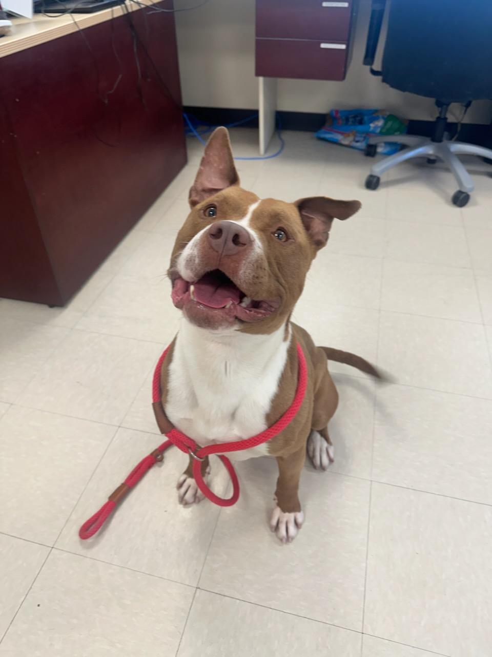 Brutus, ADOPTABLE, Adult Male Pit Bull Terrier.