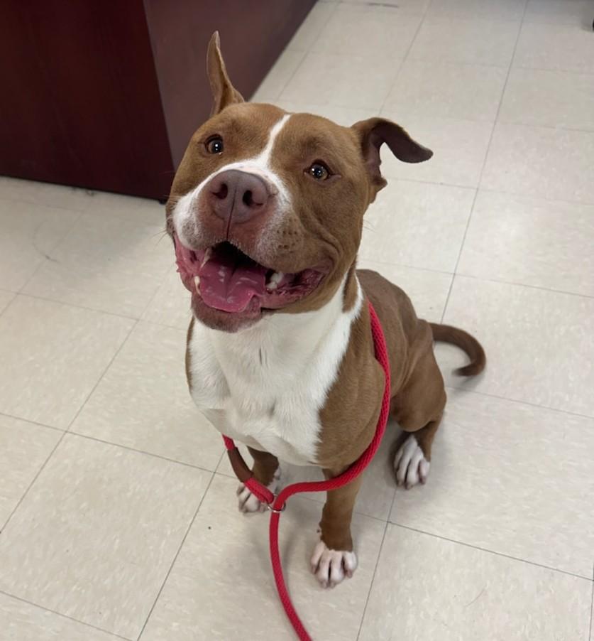 Brutus, a ADOPTABLE Pit Bull Terrier in Clayton, NJ image 4/4