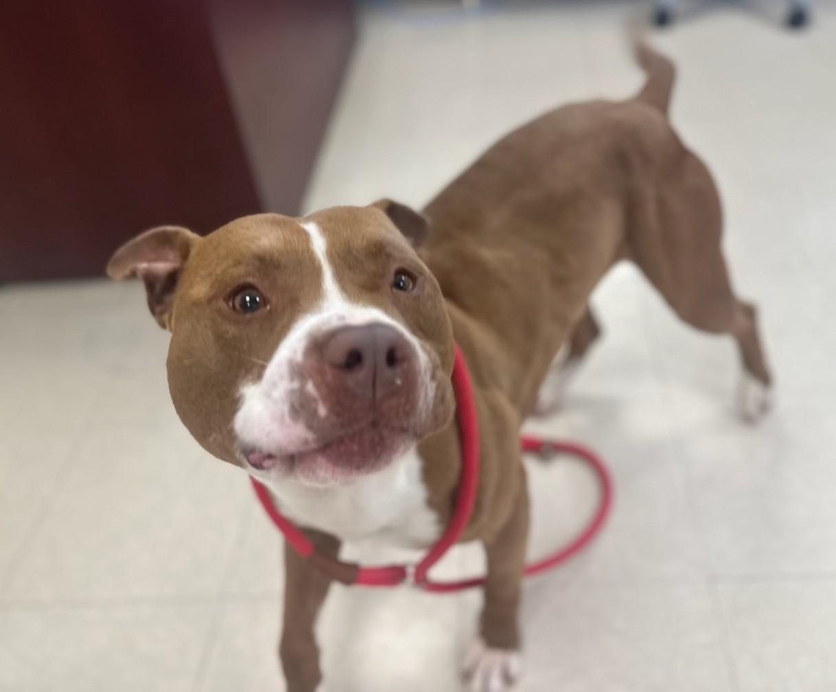 Brutus, a ADOPTABLE Pit Bull Terrier in Clayton, NJ image 2/4