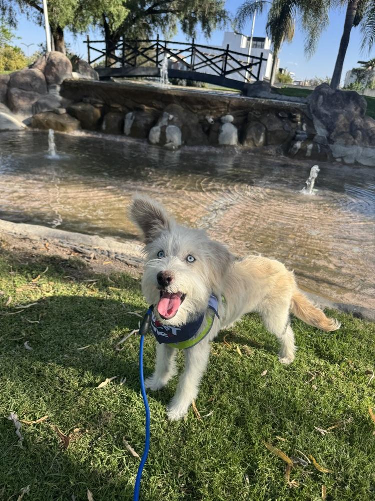 Philip, Adoptable, Puppy Male Wire Fox Terrier.