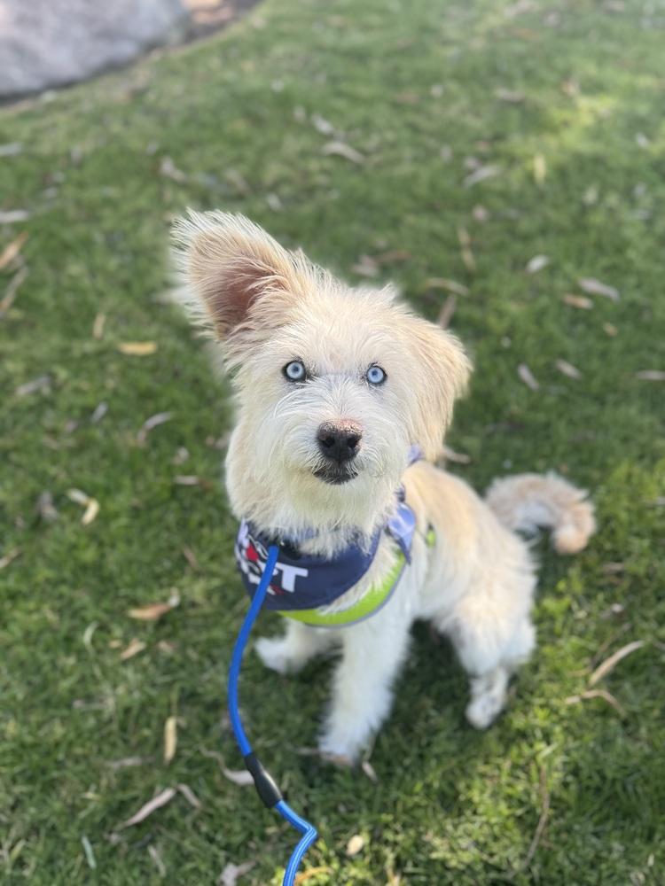 Enlarge Philip, a Adoptable mixed breed in Gig Harbor, WA image 2/6