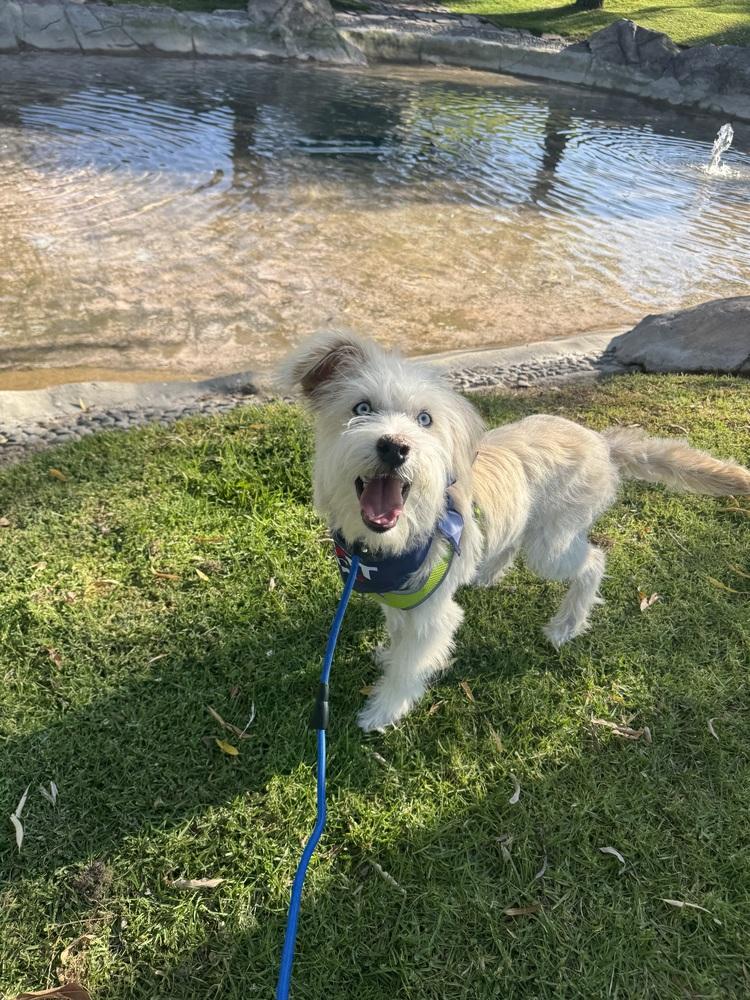 Enlarge Philip, a Adoptable mixed breed in Gig Harbor, WA image 4/6