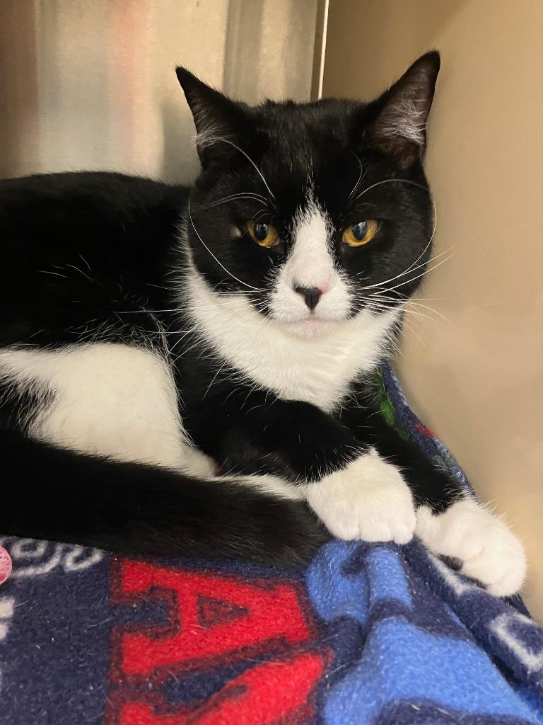 Enlarge Jasper, a Adoptable mixed breed in Lunenburg, MA image 1/3