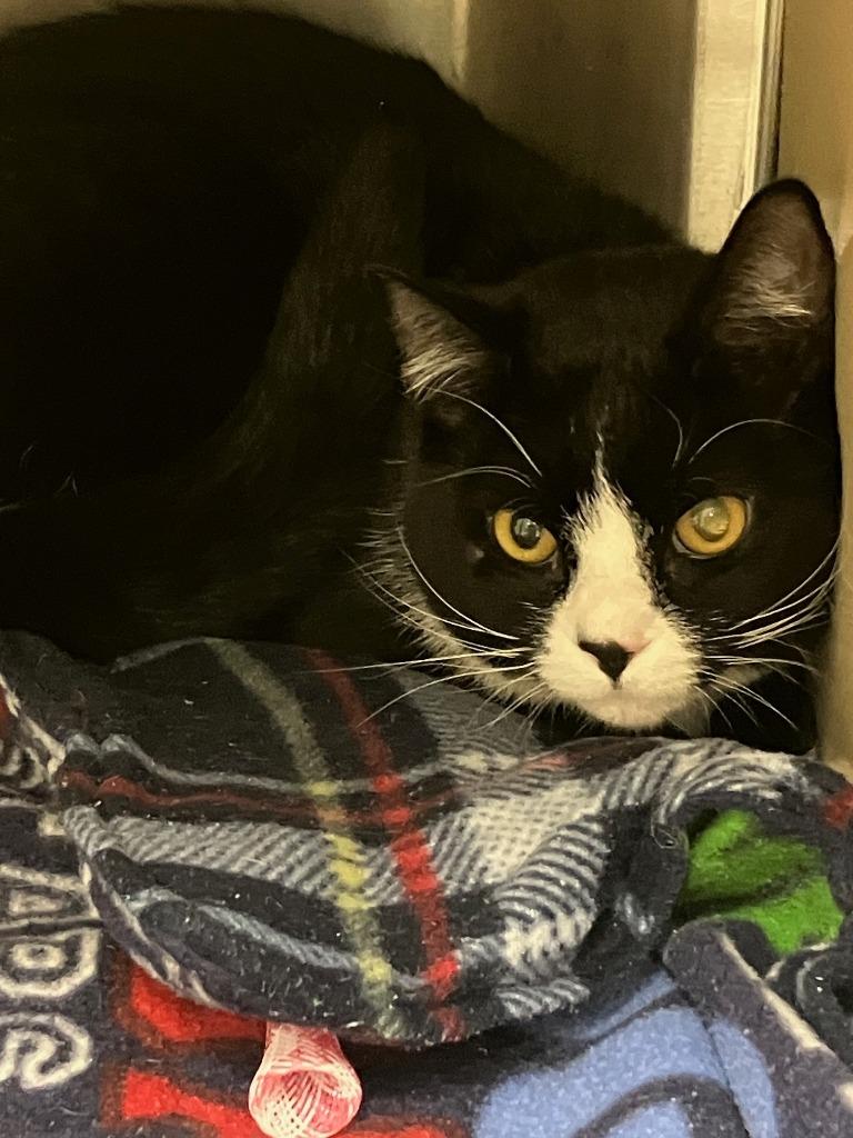 Enlarge Jasper, a Adoptable mixed breed in Lunenburg, MA image 2/3