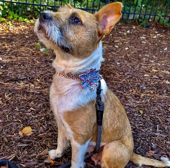 Sandy, Adoptable, Adult Female Irish Terrier & Bull Terrier.