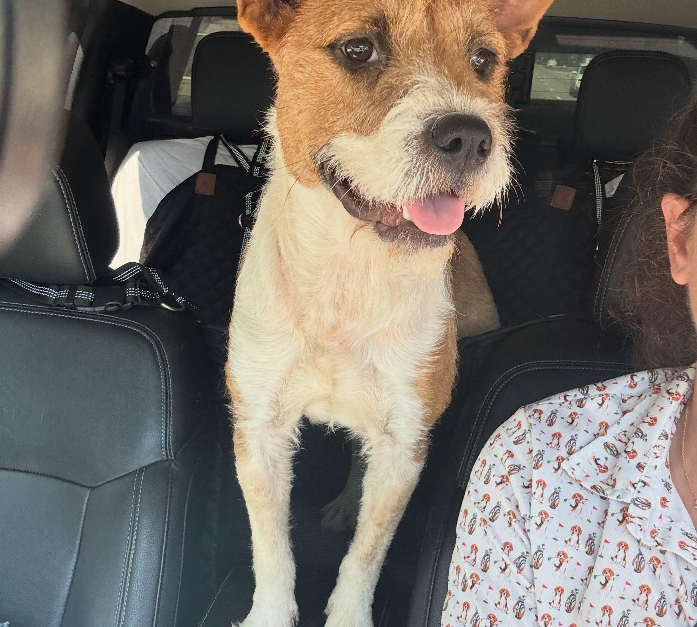 Enlarge Sandy, a ADOPTABLE mixed breed in Raleigh, NC image 5/6