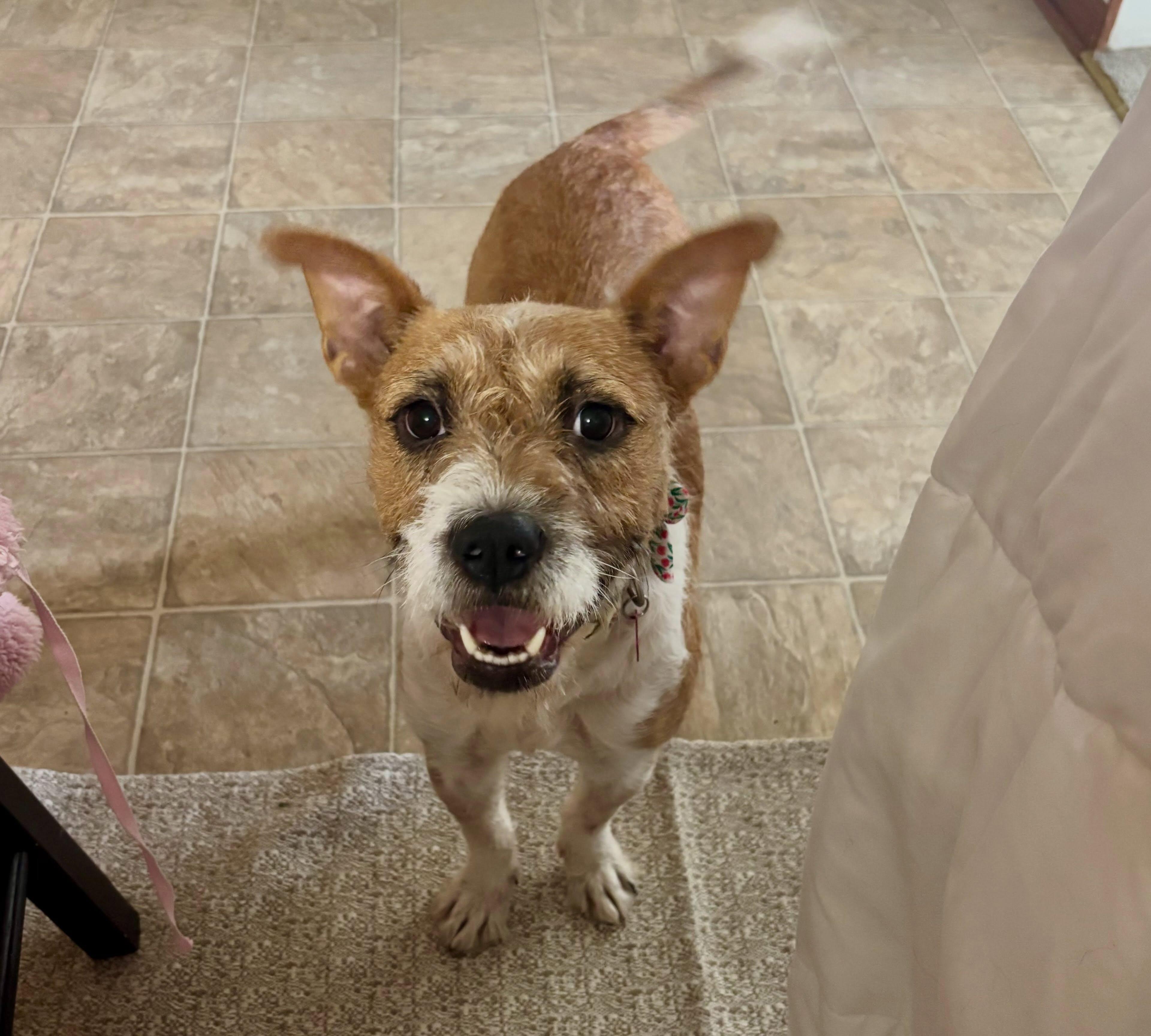 Enlarge Sandy, a ADOPTABLE mixed breed in Raleigh, NC image 3/6