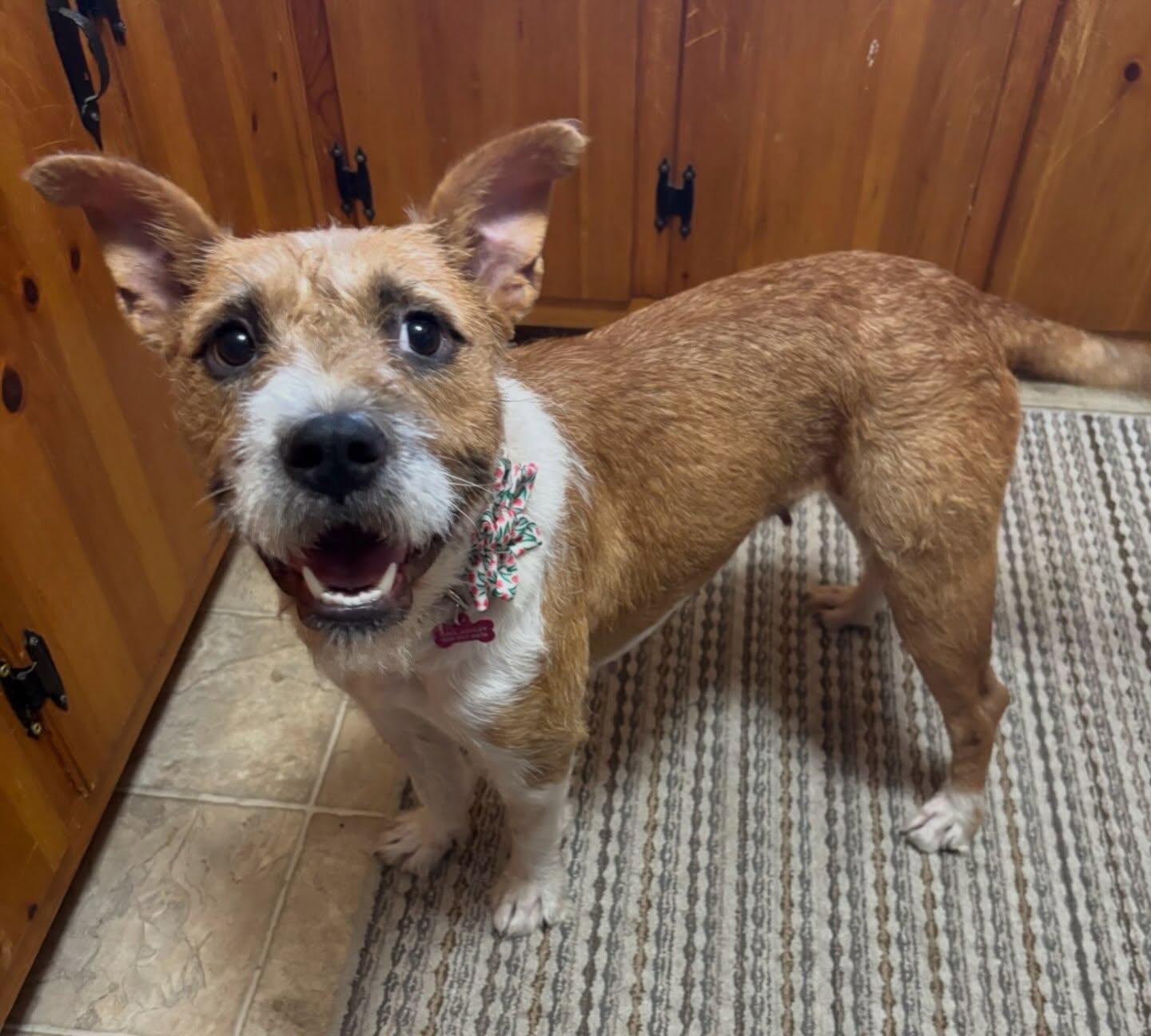 Enlarge Sandy, a ADOPTABLE mixed breed in Raleigh, NC image 2/6