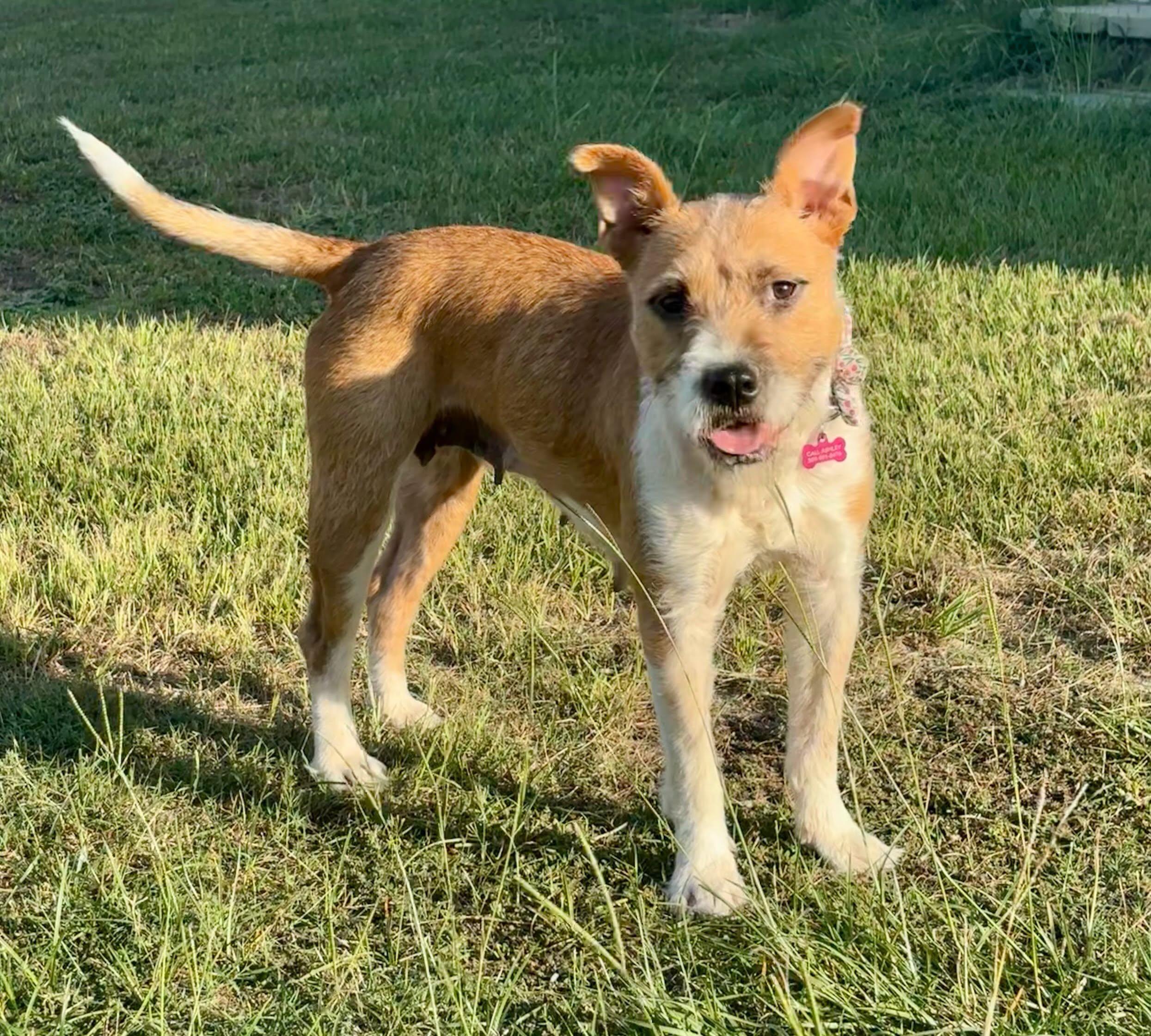 Enlarge Sandy, a ADOPTABLE mixed breed in Raleigh, NC image 6/6