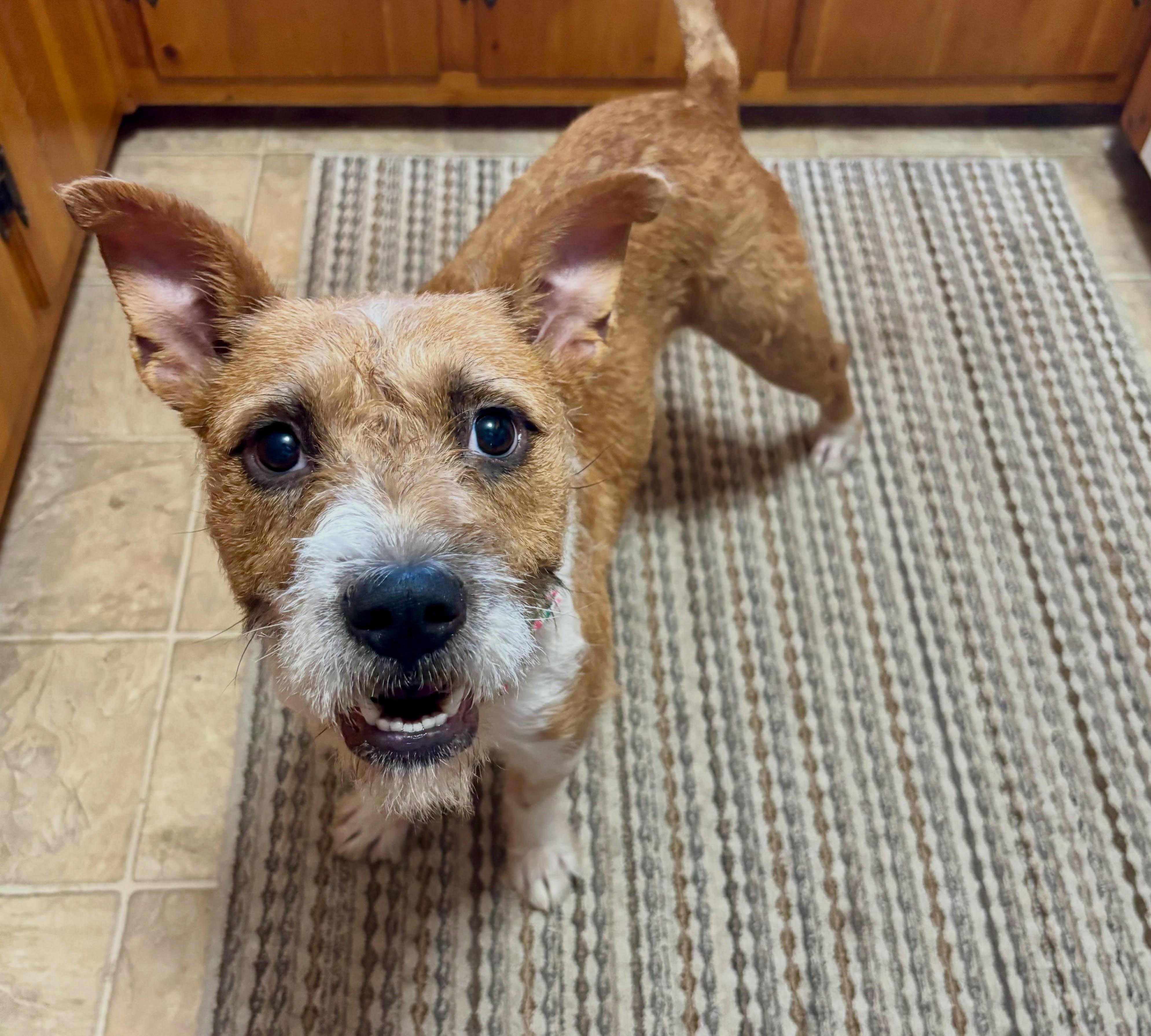 Enlarge Sandy, a ADOPTABLE mixed breed in Raleigh, NC image 4/6