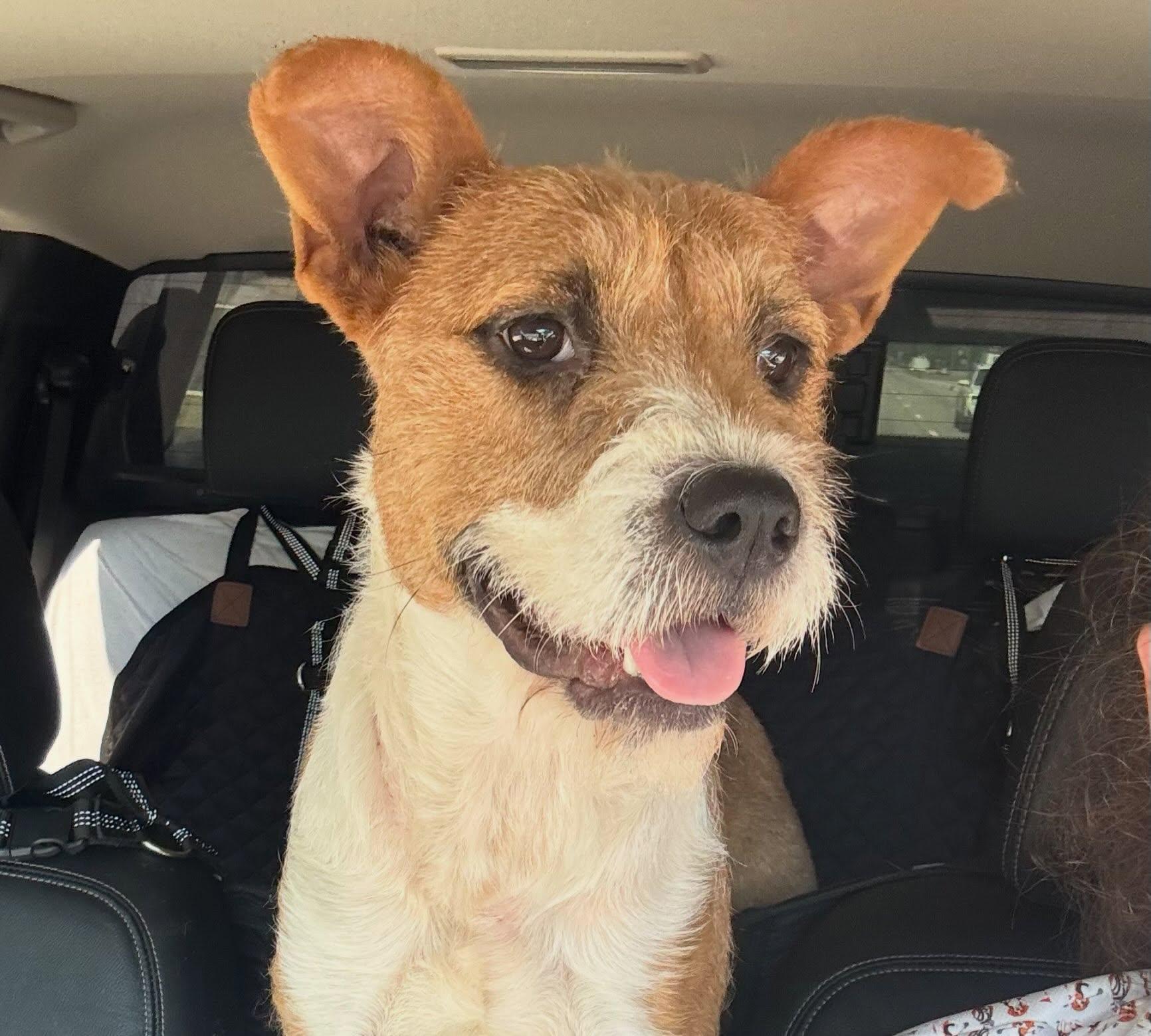 Sandy, ADOPTABLE, Adult Female Irish Terrier.
