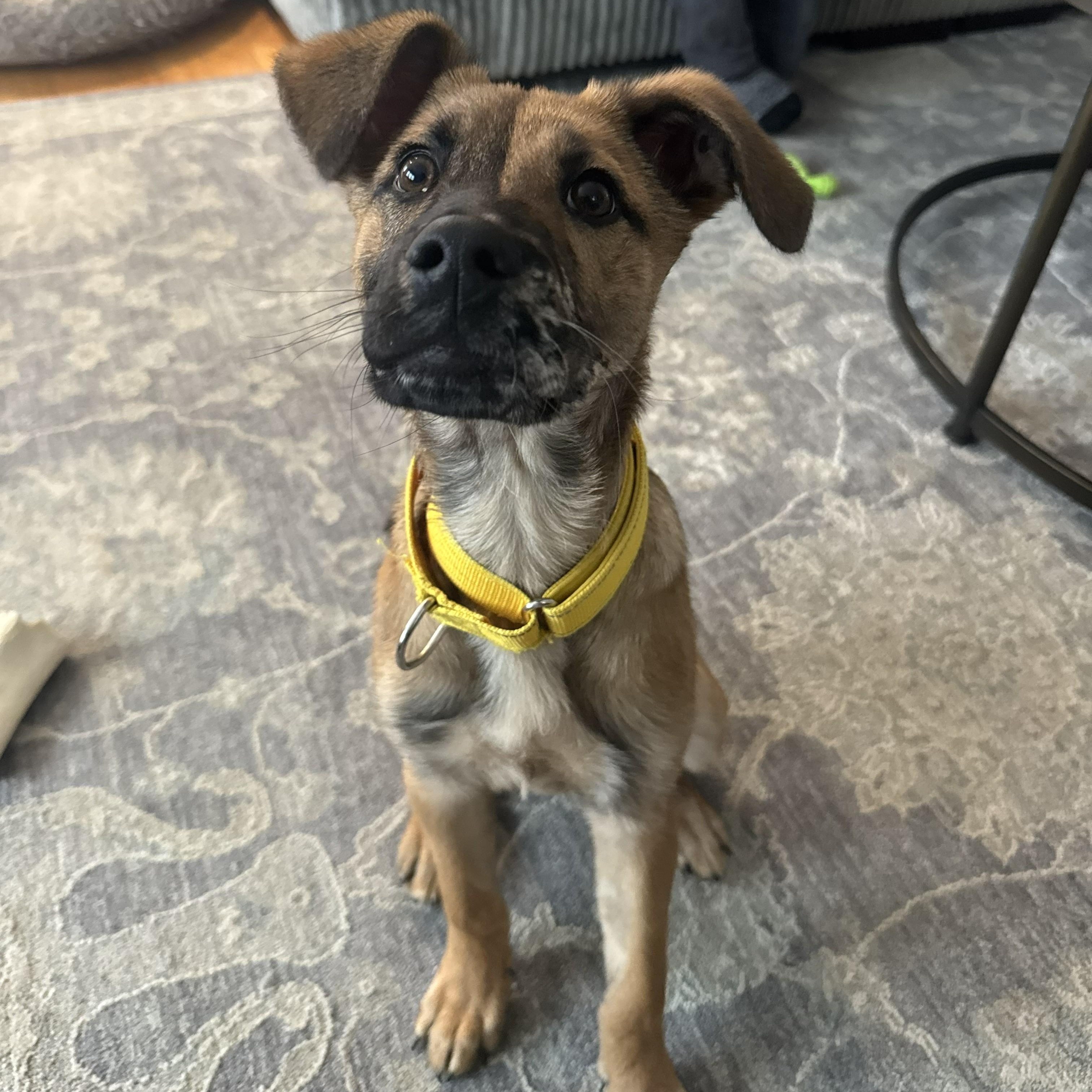 Trixie Elf - Local pup