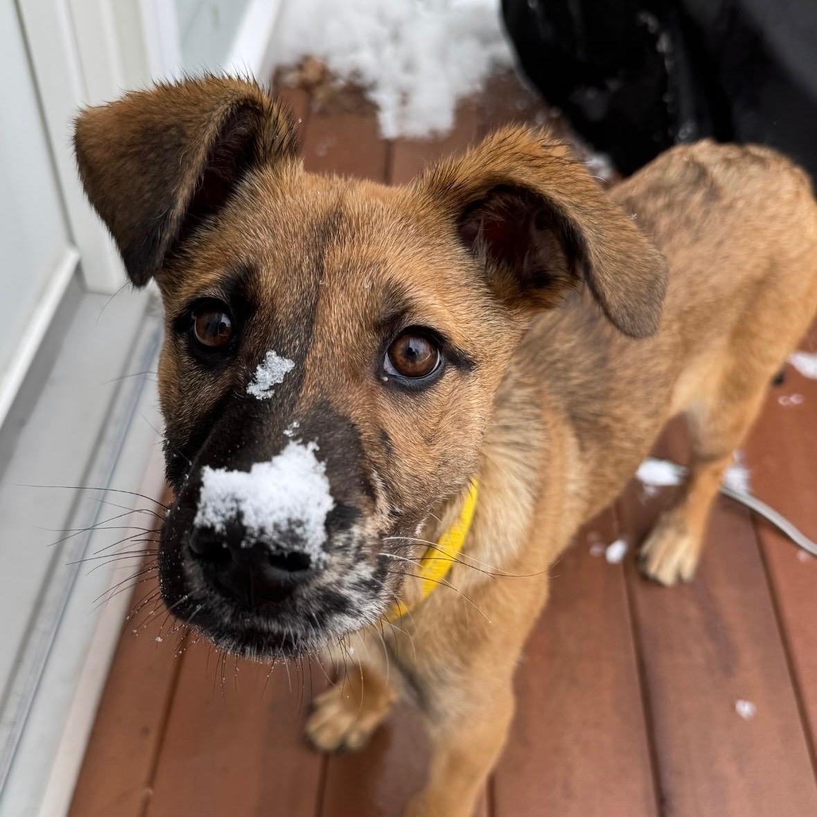 Trixie Elf - Local pup — thumbnail 2