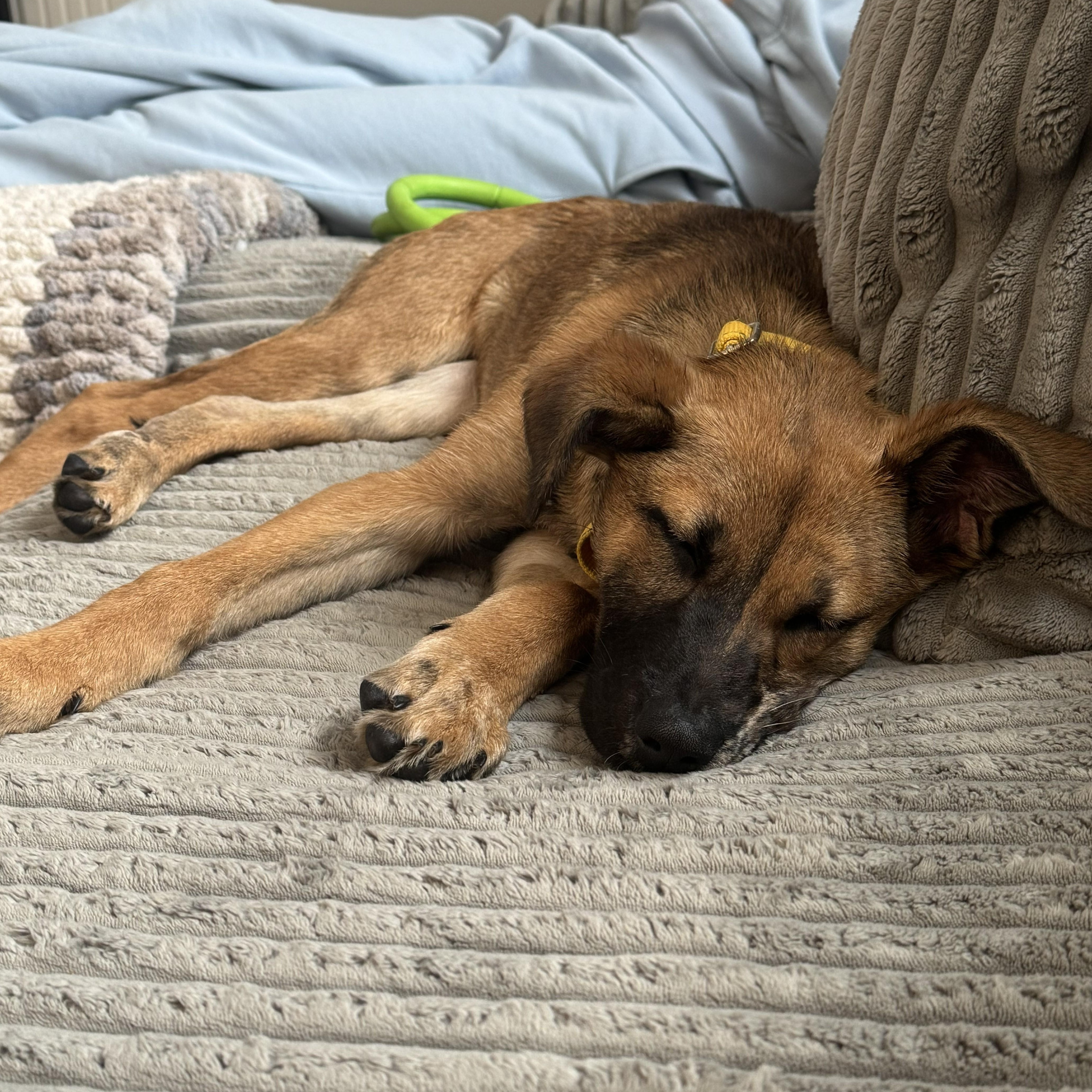 Trixie Elf - Local pup — thumbnail 3