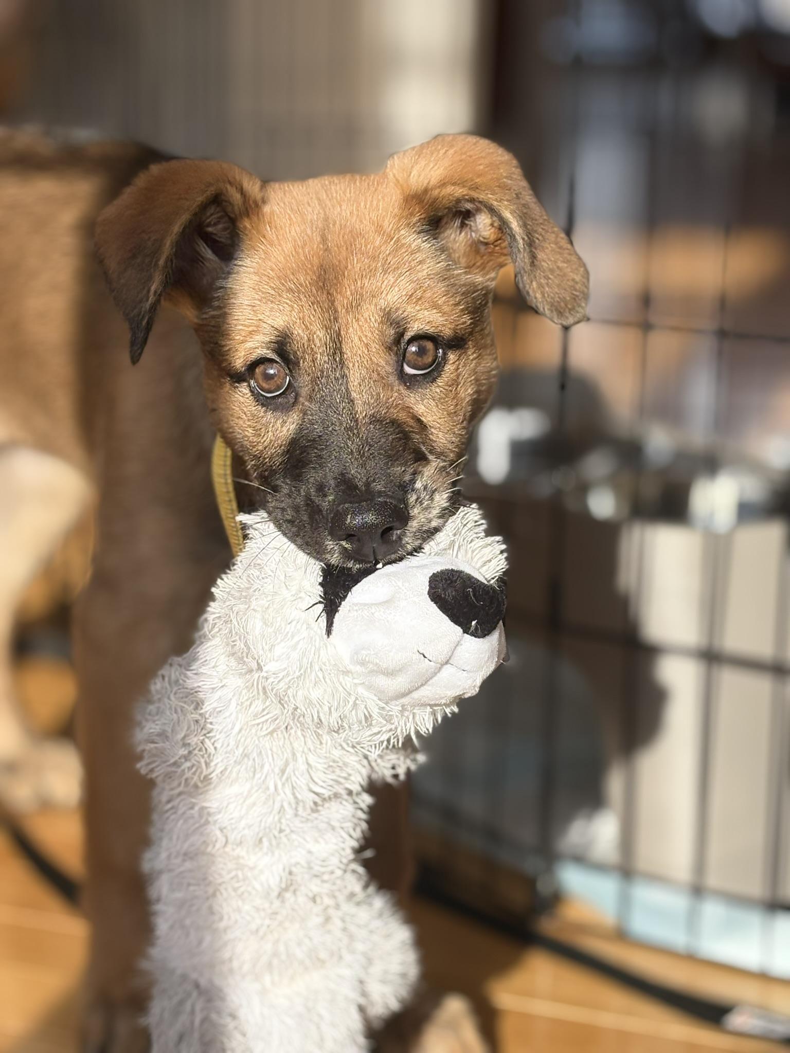 Trixie Elf - Local pup — thumbnail 4