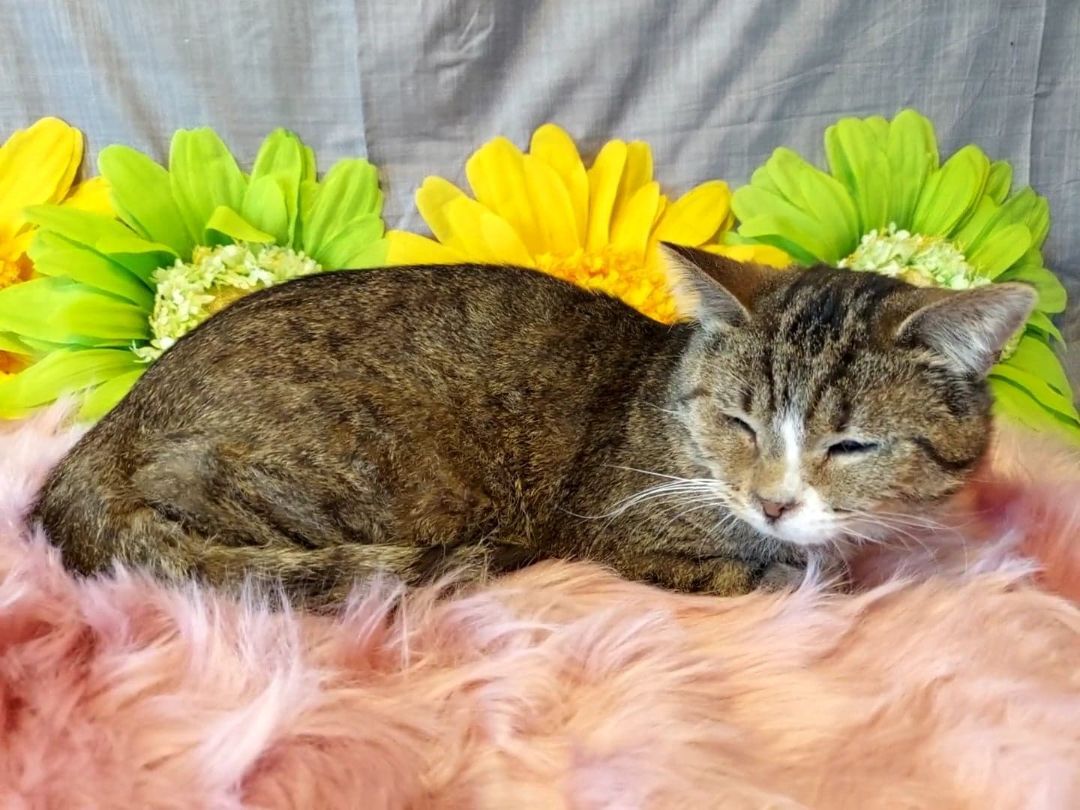 Stevie, Adoptable, Adult Male Domestic Short Hair & Tabby.