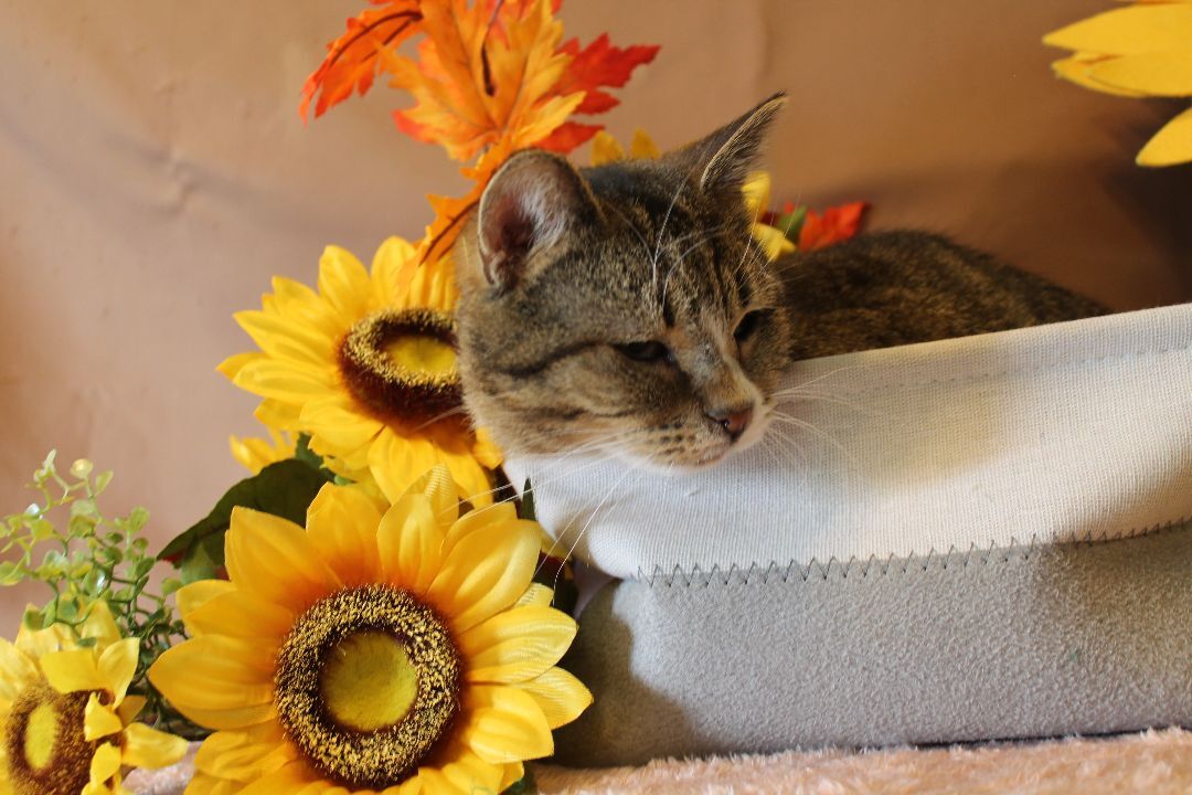 Stevie, Adoptable, Adult Male Domestic Short Hair & Tabby.