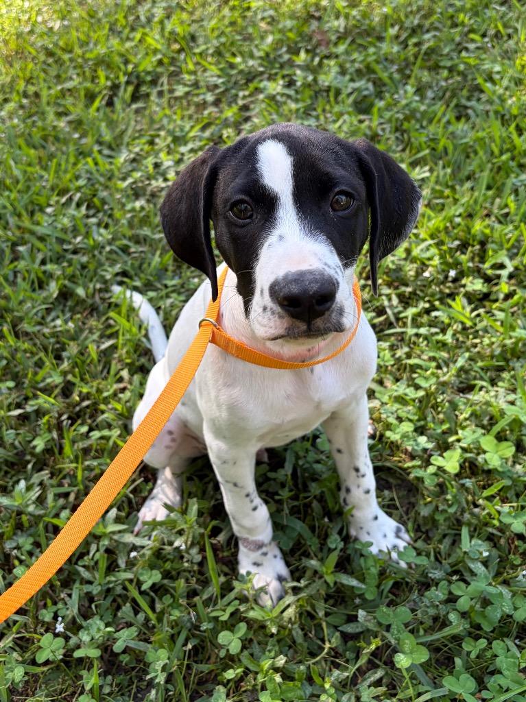 Moscow, Adoptable, Puppy Male English Pointer & Labrador Retriever.