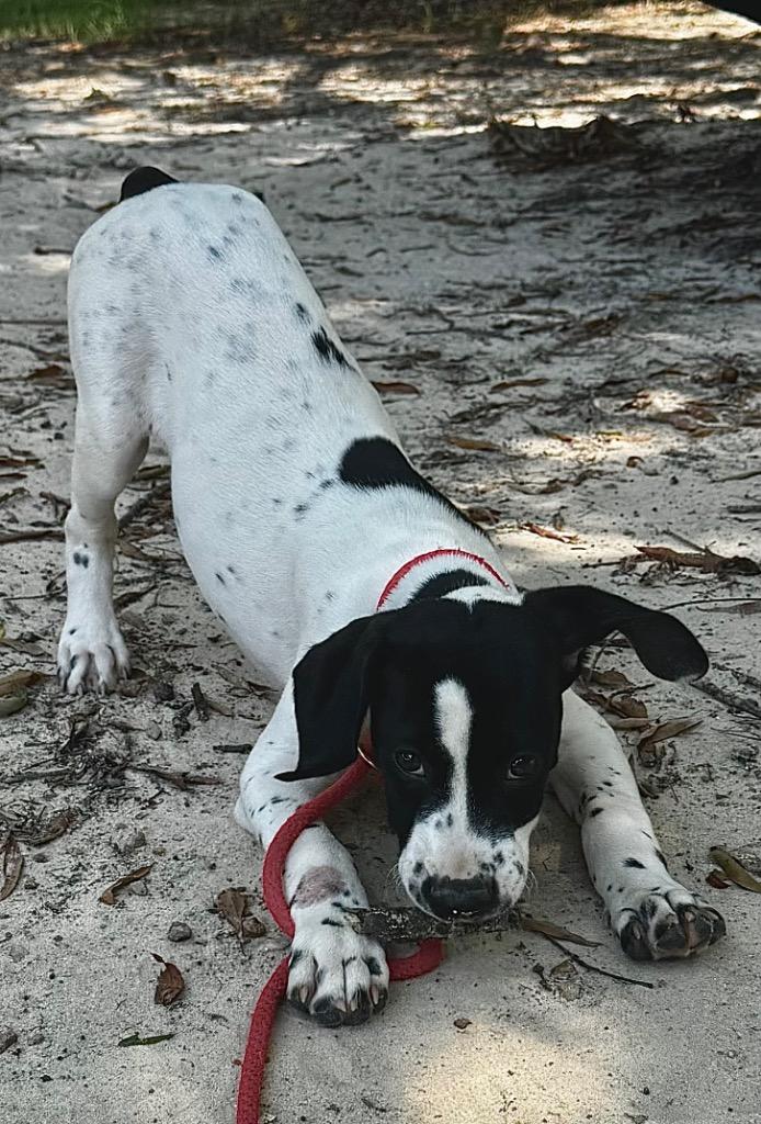Enlarge Moscow, a Adoptable mixed breed in Clinton, SC image 2/3