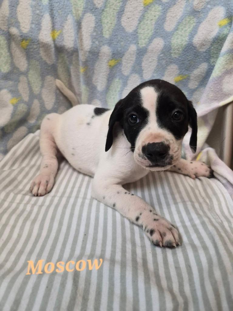 Enlarge Moscow, a Adoptable mixed breed in Clinton, SC image 3/3