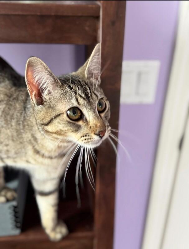 Enlarge Amaretti, a Adoptable Domestic Short Hair in North Babylon, NY image 1/6