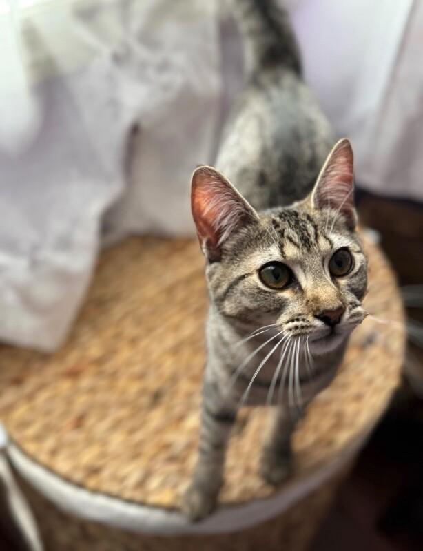 Enlarge Amaretti, a Adoptable Domestic Short Hair in North Babylon, NY image 2/6