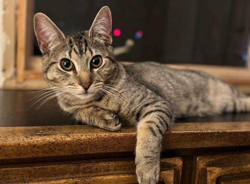 Enlarge Amaretti, a Adoptable Domestic Short Hair in North Babylon, NY image 3/6