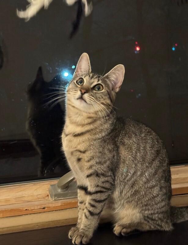 Enlarge Amaretti, a Adoptable Domestic Short Hair in North Babylon, NY image 4/6