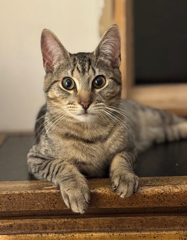 Enlarge Amaretti, a Adoptable Domestic Short Hair in North Babylon, NY image 5/6