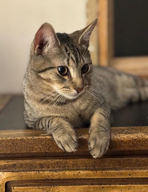 Enlarge Amaretti, a Adoptable Domestic Short Hair in North Babylon, NY image 6/6
