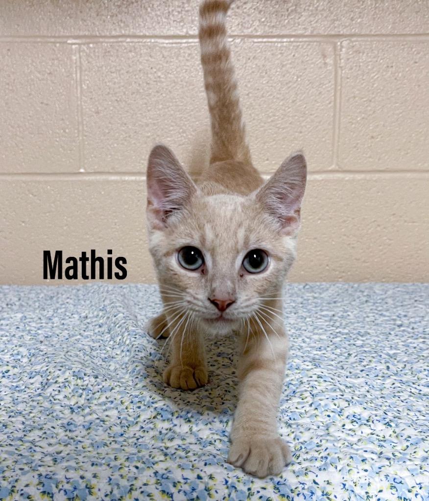 Enlarge Mathis, a Adoptable mixed breed in Clearfield, KY image 1/1