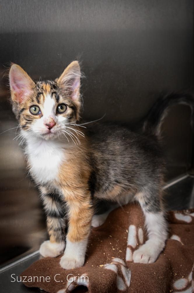 Vidalia, Adoptable, Kitten Female Domestic Short Hair.