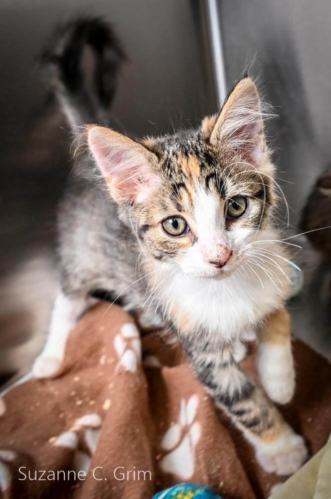 Enlarge Vidalia, a Adoptable mixed breed in New Orleans, LA image 2/3